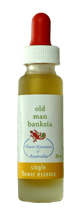 Old Man Banksia